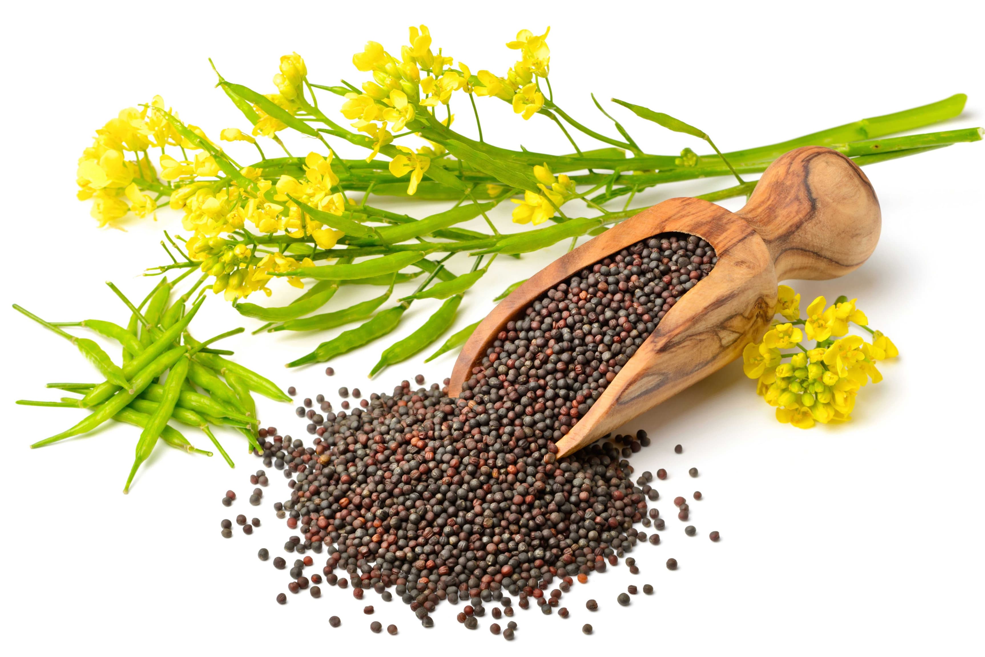 Seeds